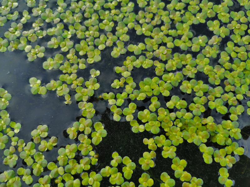 Wasserlinsen Mix - große Portion - ca. 7500 Einzelpflanzen